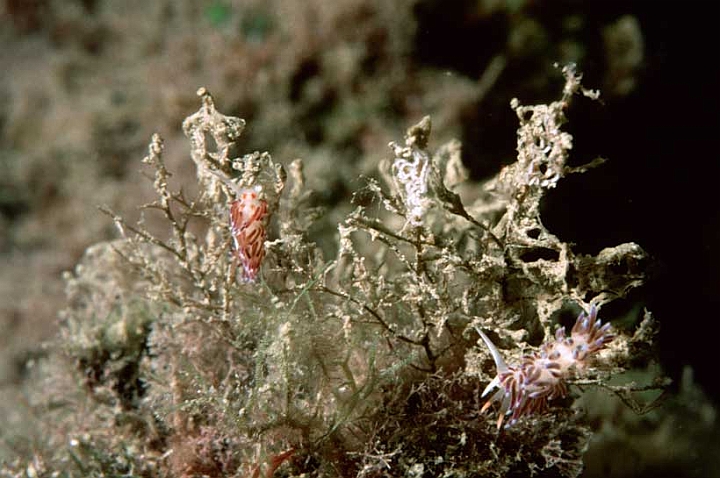 07 Coryphella lineata.jpg